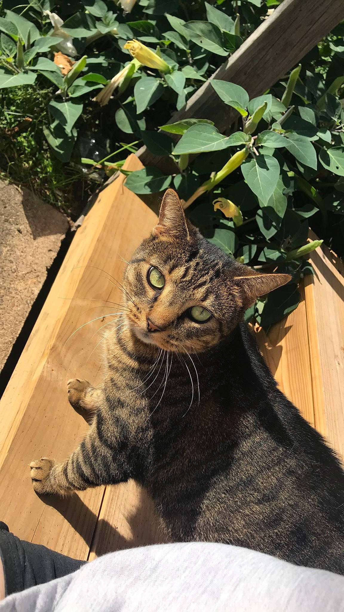 Jenny joined the competition — help win amazing prizes! carnivore, cat, claw, domestic_short_haired_cat, felidae, fur, grass, plant, small_to_medium_sized_cats, snout, tail, terrestrial_animal, tree, whiskers, wildlife, window, wood