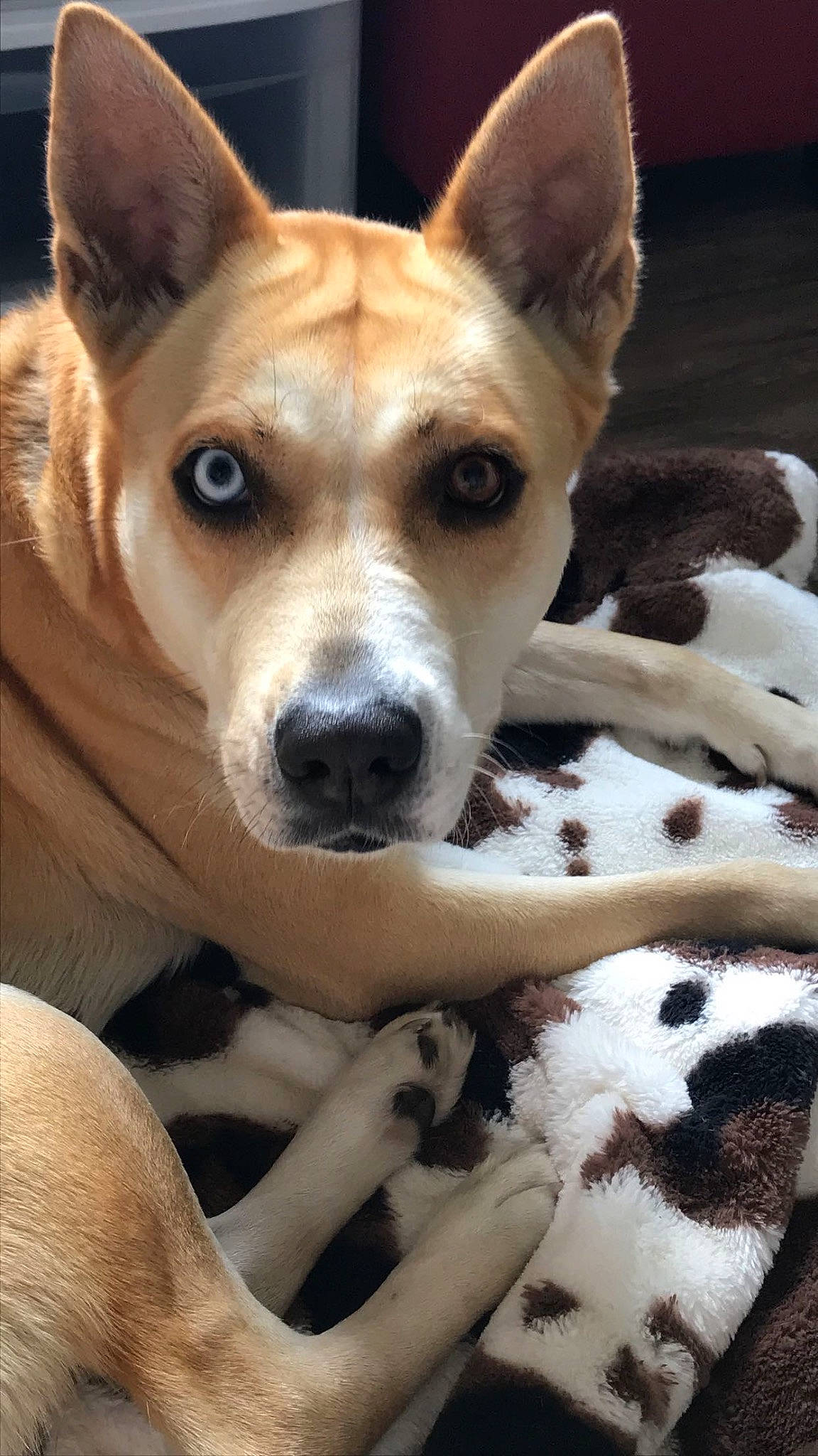 Kasey joined the competition — help win amazing prizes! ancient_dog_breeds, canidae, carnivore, comfort, companion_dog, dog, dog_breed, fawn, fur, herding_dog, hound, non_sporting_group, snout, sporting_group, terrestrial_animal, whiskers