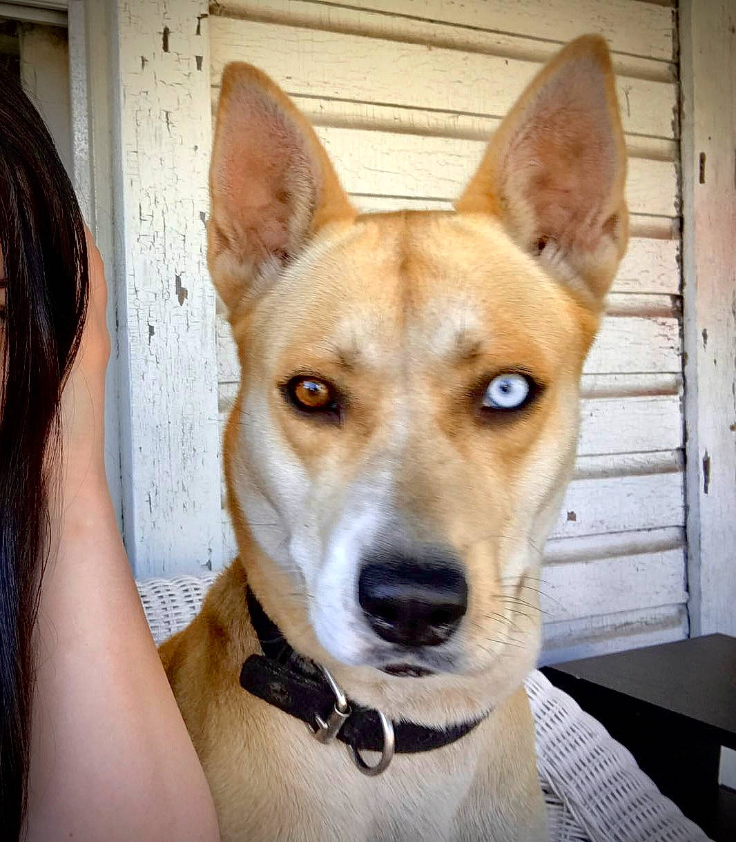 Kasey is registered to the contest to win money with this photo: ancient_dog_breeds, canidae, carnivore, collar, companion_dog, dog, dog_breed, dog_collar, dog_sports, dog_supply, fawn, fur, hound, non_sporting_group, portuguese_podengo, snout, sporting_group, whiskers, wood, working_animal