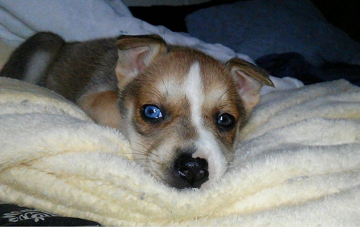 Kasey is registered to the contest to win money with this photo: carnivore, comfort, companion_dog, couch, dog, dog_breed, fawn, fur, irishjacks, snout, terrestrial_animal, toy_dog, whiskers, working_animal