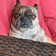 Rocko is registered to the contest to win money with this photo: dog, brindle, pet, couch, red_cushion, wicker, furniture, indoors, closeup, face, animal, canine, resting, alert, ears, nose, fur, expression, portrait, companion