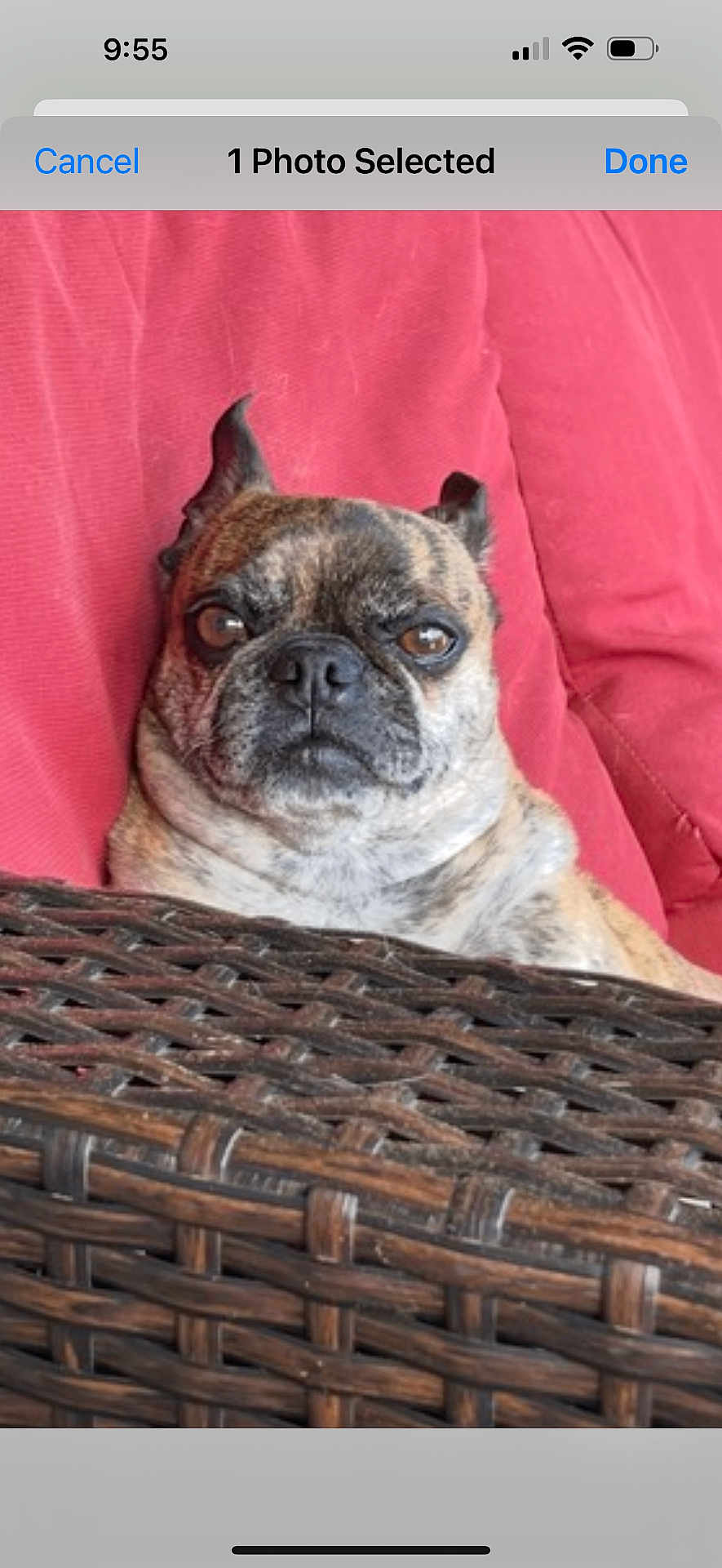 Rocko is registered to the contest to win money with this photo: dog, brindle, pet, couch, red_cushion, wicker, furniture, indoors, closeup, face, animal, canine, resting, alert, ears, nose, fur, expression, portrait, companion