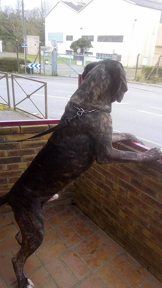 Mesrine a rejoint le concours — aidez-le/la à gagner de superbes lots ! cane_corso, canidae, carnivore, dog, dog_breed, fila_brasileiro, german_shorthaired_pointer, hunting_dog, liver, perro_de_presa_canario, sporting_group, tail