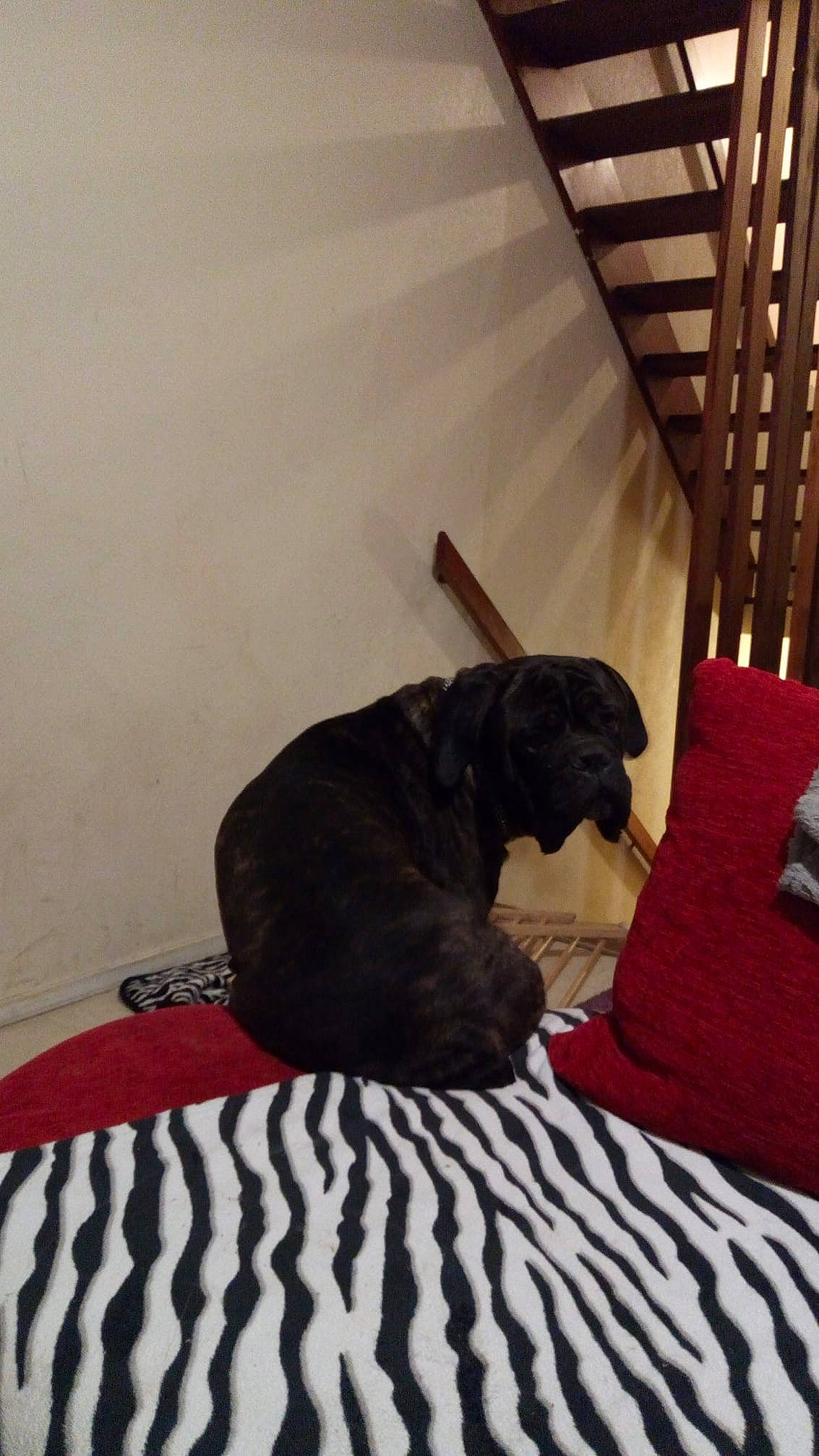 Mesrine participe au concours pour gagner de l'argent avec cette photo : bed, canidae, carnivore, comfort, companion_dog, dog, dog_breed, fawn, furniture, guard_dog, non_sporting_group, shar_pei, sporting_group