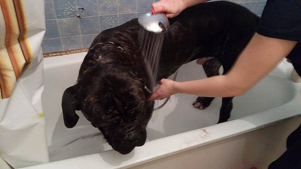 Mesrine a rejoint le concours — aidez-le/la à gagner de superbes lots ! bandog, cane_corso, canidae, carnivore, dog, dog_breed, ear, guard_dog, non_sporting_group, sporting_group, staffordshire_bull_terrier