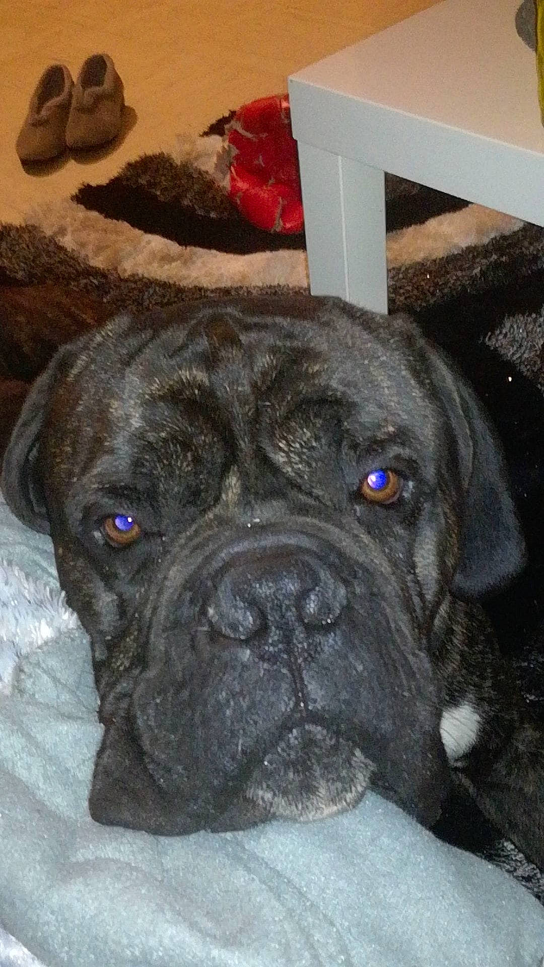 Mesrine a rejoint le concours — aidez-le/la à gagner de superbes lots ! american_mastiff, bandog, boerboel, boxer, bullmastiff, cane_corso, canidae, carnivore, dog, dog_breed, english_mastiff, fawn, korean_mastiff, mammal, molosser, perro_de_presa_canario, snout, sporting_group, vertebrate, working_dog