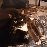 Gumby joined the competition — help win amazing prizes! animal, bed, black_and_white_cat, cat, companion, cozy, curious, cute, domestic, feline, gray_cat, home, indoor, paws, pets, quilt, relaxed, resting, two_cats, whiskers