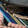 animal, blanket, cat, closeup, cozy, curious, eyes, face, fur, gray_cat, indoor, peeking, pet, pink_toy, resting, shadow, soft_texture, striped_blanket, toy, whiskers