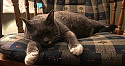 Gumby joined the competition — help win amazing prizes! cat, chair, close_up, cozy, cushion, domestic_cat, feline, furniture, gray_cat, home, indoor, nap, patterned_cushion, pet, quiet, relaxed, resting, sleeping, white_paws, wooden_chair