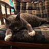 cat, chair, close_up, cozy, cushion, domestic_cat, feline, furniture, gray_cat, home, indoor, nap, patterned_cushion, pet, quiet, relaxed, resting, sleeping, white_paws, wooden_chair
