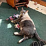 animal, carpet, cat, cozy, floor, furniture, gray_cat, green_carpet, home, indoor, looking_back, pet, playful, relaxed, slippers, sunlight, toys, white_paws, wooden_furniture, yarn