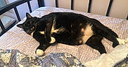 Boots joined the competition — help win amazing prizes! animal, bed, bedspread, black_cat, cat, curious, ears, feline, fur, home, indoor, lying_down, mammal, paw, pet, quilt, relaxed, resting, whiskers, white_paws