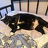 animal, bed, bedspread, black_cat, cat, curious, ears, feline, fur, home, indoor, lying_down, mammal, paw, pet, quilt, relaxed, resting, whiskers, white_paws