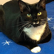 Boots is registered to the contest to win money with this photo: cat, tuxedo_cat, heterochromia, blue_blanket, star_pattern, indoor, pet, animal, feline, whiskers, black_and_white, resting, cute, domestic_cat, laying_down, fur, portrait, looking, cozy, closeup
