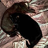 Boots joined the competition — help win amazing prizes! animal, bed, black_cat, blanket, brown_cat, cat, companion, cozy, cute, fur, indoor, patterned_blanket, paw, pet, relaxation, resting, sleeping, soft_texture, tail, whiskers