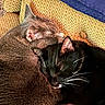 Boots joined the competition — help win amazing prizes! animal, cat, cats, closeup, companion, couch, cozy, cute, domestic_animal, feline, friendship, fur, indoor, pet, relaxation, resting, sleeping, snuggling, whiskers, yellow_couch