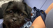 Blue is registered to the contest to win money with this photo: dog, puppy, black_fur, fluffy, small_dog, pet, animal, face, eyes, portrait, sitting, public_transit, vehicle, seat, backpack, human_arm, tattoo, travel, indoors, cute