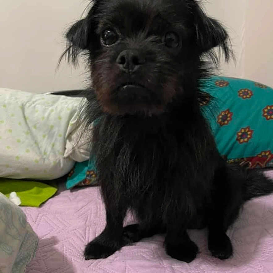 Blue joined the competition — help win amazing prizes! dog, black_dog, small_dog, pet, animal, sitting, portrait, indoors, bedroom, bed, quilt, pink_blanket, pillows, colorful_pillow, black_fur, long_fur, floppy_ears, brown_eyes, looking_at_camera, cute