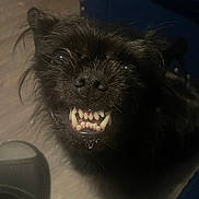 Blue is registered to the contest to win money with this photo: dog, black_dog, shaggy, furry, close_up, portrait, toothy_grin, open_mouth, teeth, dark_fur, brown_eyes, pet, animal, indoor, dim_lighting, funny_expression, looking_at_camera, muzzle, whiskers, dark_background