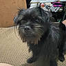 Blue is registered to the contest to win money with this photo: dog, small_dog, black_dog, scruffy, shaggy, pet, animal, sitting, indoors, carpet, home, portrait, close_up, dark_fur, brown_fur, floppy_ears, nose, eyes, laundry, clutter