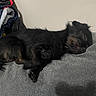 Blue joined the competition — help win amazing prizes! dog, puppy, sleeping, nap, black_dog, tan_markings, small_dog, long_hair, floppy_ears, closed_eyes, lying_down, couch, sofa, carpet, indoor, home, jacket, bag, relaxed, pet