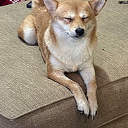 Chucho And Suki is registered to the contest to win money with this photo: dog, puppy, sleepy, sitting, lounging, couch, indoor, home, pet, fur, tan_fur, white_fur, pointed_ears, black_nose, front_paws, relaxed, portrait, person, phone, face_mask