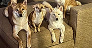Chucho And Suki is registered to the contest to win money with this photo: dog, dogs, shiba_inu, chihuahua, pets, canine, sitting, couch, sofa, indoor, living_room, blanket, brown_fur, white_fur, tan_fur, pointed_ears, fluffy_tail, pet_portrait, group_photo, home
