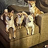 dog, dogs, shiba_inu, chihuahua, pets, canine, sitting, couch, sofa, indoor, living_room, blanket, brown_fur, white_fur, tan_fur, pointed_ears, fluffy_tail, pet_portrait, group_photo, home
