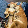 dogs, puppies, sleeping, cuddling, tan_fur, shiba_inu, relaxed, adorable, pets, animals, indoor, blanket, couch, closeup, portrait, paws, ears, curled_up, nap, companionship