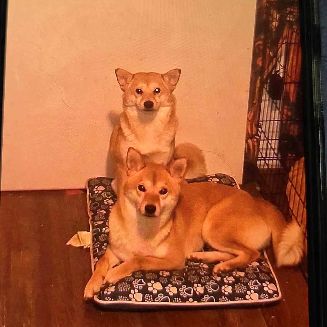 Chucho And Suki