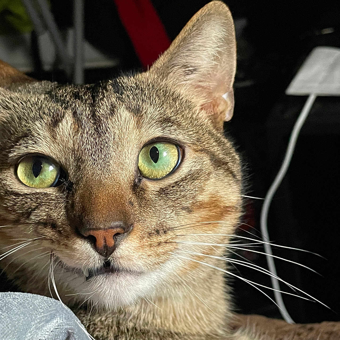 Pancho