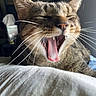 Pancho is registered to the contest to win money with this photo: cat, tabby, yawning, sleepy, tired, close_up, portrait, whiskers, fangs, tongue, pink_nose, fur, striped, animal, pet, indoor, soft_fabric, dramatic_expression, face, photography