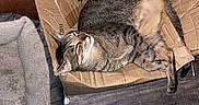 Pancho joined the competition — help win amazing prizes! cat, tabby_cat, pet, animal, sleeping, lying_down, upside_down, cardboard_box, box, indoor, orange_wall, wooden_floor, pet_bed, relaxed, funny, cozy, striped_fur, long_tail, domestic_animal, photograph