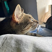 Pancho joined the competition — help win amazing prizes! cat, tabby_cat, feline, pet, animal, whiskers, ears, fur, profile, sitting, lounging, indoors, window, sunlight, cozy, fabric, cushion, close_up, portrait, relaxed