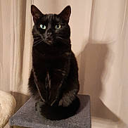 Baguera a rejoint le concours — aidez-le/la à gagner de superbes lots ! abyssinian, angora, animal, blackcat, cat, chair, furniture, kitten, manx, pet