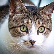 Moe joined the competition — help win amazing prizes! alert, animal, brown_fur, cat, close_up, curious, cute, domestic_cat, face, focus, fur, green_eyes, indoor, mammal, pet, portrait, soft_background, tabby, whiskers, white_fur