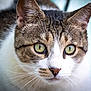alert, animal, brown_fur, cat, close_up, curious, cute, domestic_cat, face, focus, fur, green_eyes, indoor, mammal, pet, portrait, soft_background, tabby, whiskers, white_fur
