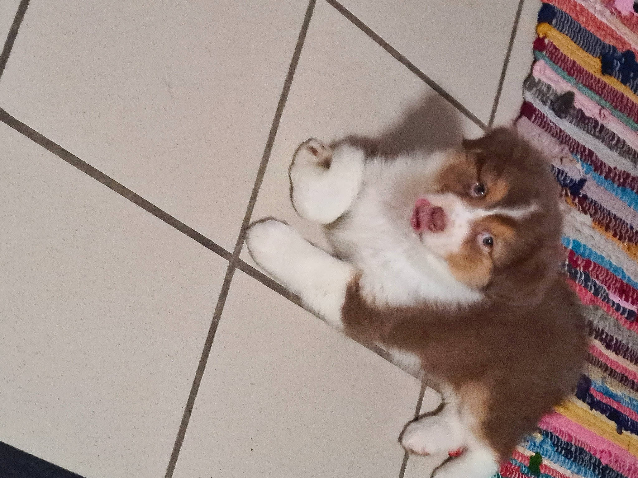 Raya a rejoint le concours — aidez-le/la à gagner de superbes lots ! animal_shelter, carnivore, companion_dog, dog_breed, domestic_short_haired_cat, fawn, felidae, ferret, flooring, fur, mustelidae, paw, pet_supply, rodent, small_to_medium_sized_cats, snout, tail, toy_dog, whiskers, wood