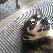 Bandit is registered to the contest to win money with this photo: animal, canine, carpet, closeup, couch, cute, dog, domestic_animal, face, funny_expression, fur, furniture, home, indoor, lying_down, mammal, pet, smile, teeth, wide_eyes