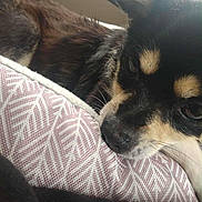 Bandit joined the competition — help win amazing prizes! dog, close_up, resting, cushion, pattern, indoor, car, pet, sleepy, black_fur, tan_markings, nose, whiskers, ear, animal, cozy, relaxed, soft_light, texture, companion