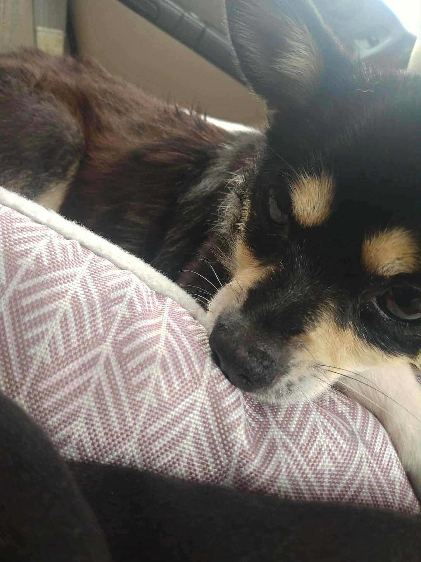 Bandit