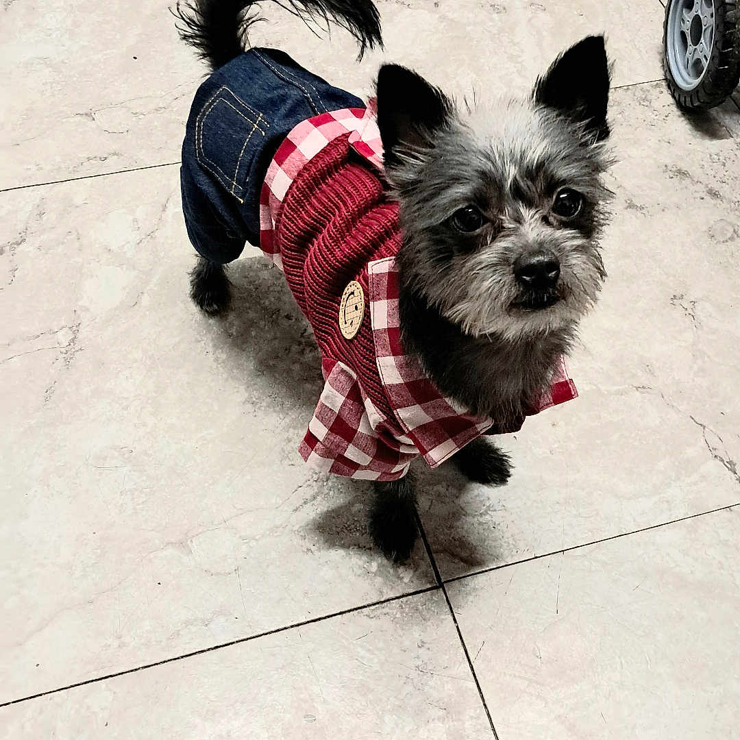 Milo Blu White joined the competition — help win amazing prizes! accessories, affenpinscher, alloywheel, animal, canine, car, carwheel, clothing, coat, dog, machine, pants, pet, puppy, spoke, strap, tire, transportation, vehicle, wheel