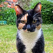 Lilou a rejoint le concours — aidez-le/la à gagner de superbes lots ! cat, calico_cat, animal, pet, outdoor, grass, garden, greenery, brick_wall, fur, whiskers, ears, eyes, tail, nature, close_up, sitting, mammal, cute, domestic_animal