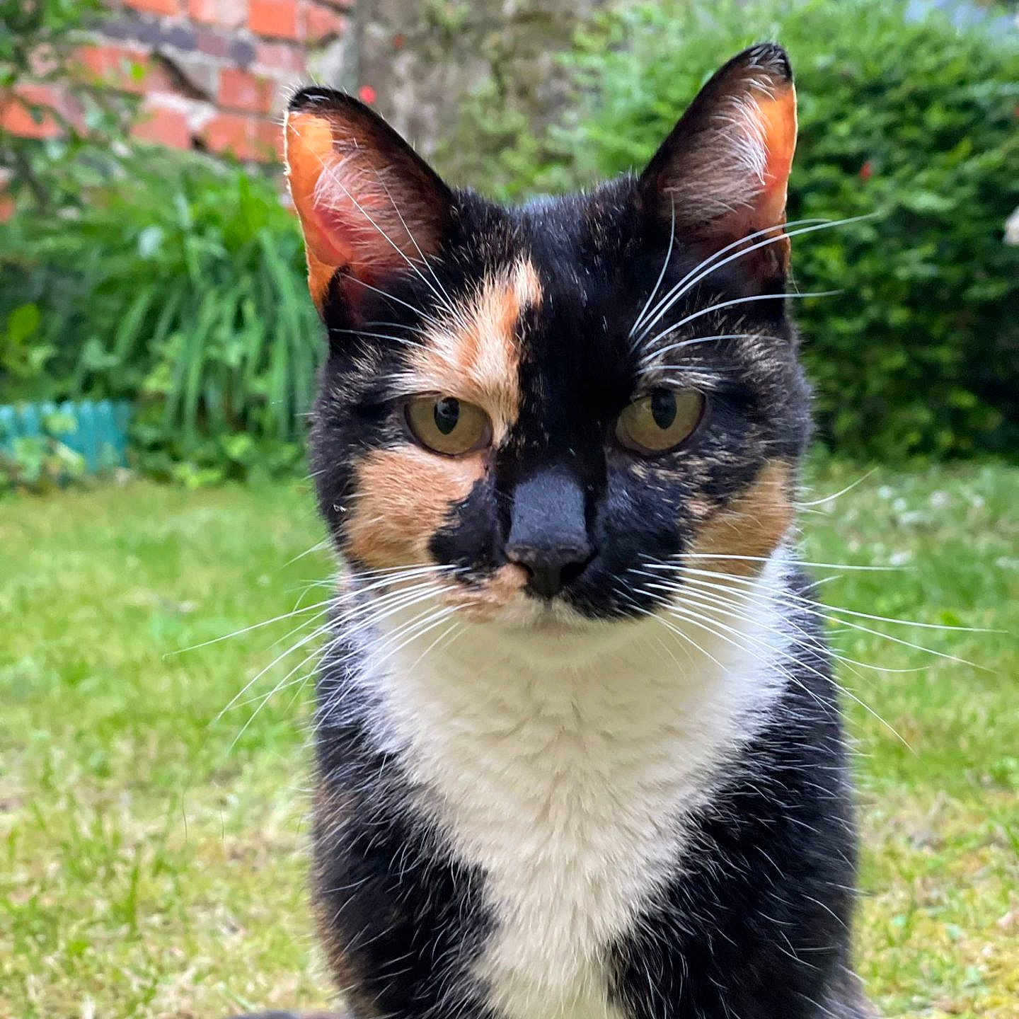 Lilou a rejoint le concours — aidez-le/la à gagner de superbes lots ! animal, brick_wall, calico_cat, cat, close_up, cute, domestic_animal, ears, eyes, fur, garden, grass, greenery, mammal, nature, outdoor, pet, sitting, tail, whiskers