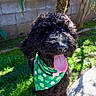Bailey is registered to the contest to win money with this photo: dog, poodle, black_dog, curly_fur, bandana, green_bandana, shamrocks, tongue_out, panting, outdoor, grass, sunny, pet, happy, canine, backyard, tree, nature, animal, summer