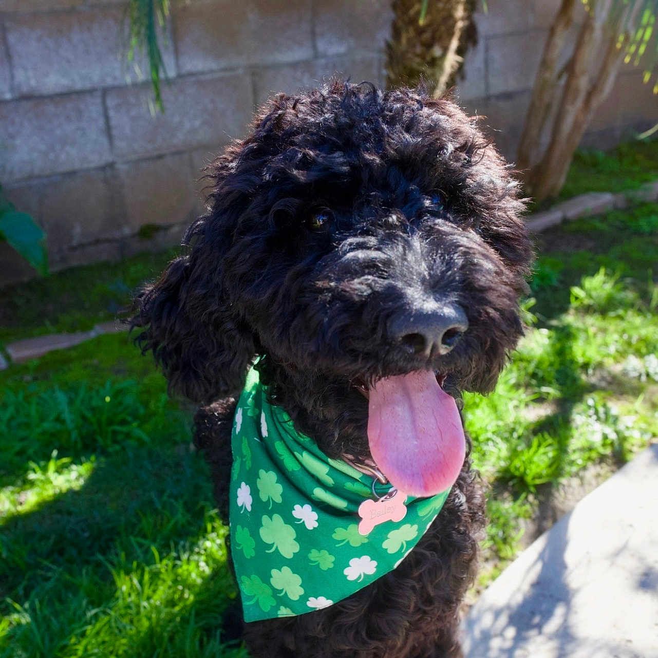 Bailey is registered to the contest to win money with this photo: dog, poodle, black_dog, curly_fur, bandana, green_bandana, shamrocks, tongue_out, panting, outdoor, grass, sunny, pet, happy, canine, backyard, tree, nature, animal, summer