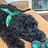 dog, black_dog, curly_fur, green_bandana, toy, monster_truck, couch, leather, indoor, pet, resting, closeup, animal, cozy, relaxed, floor, background, home, fur, paw