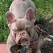 Zeus joined the competition — help win amazing prizes! dog, french_bulldog, pet, outdoor, grass, sidewalk, leash, collar, brown_dog, blue_eyes, animal, cute, wrinkles, sunlight, close_up, standing, looking, expression, nature, daylight