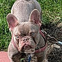 dog, french_bulldog, pet, outdoor, grass, sidewalk, leash, collar, brown_dog, blue_eyes, animal, cute, wrinkles, sunlight, close_up, standing, looking, expression, nature, daylight