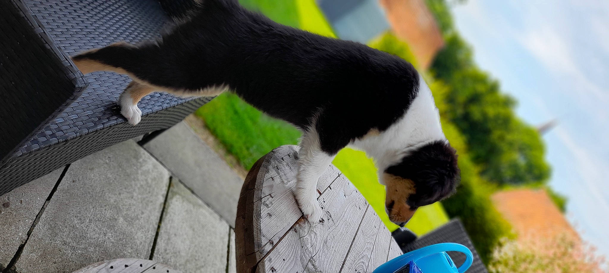 Taïs participe au concours pour gagner de l'argent avec cette photo : canidae, carnivore, cat, collar, companion_dog, dog_breed, domestic_short_haired_cat, felidae, fur, grass, mammal, mug, plant, plastic, small_to_medium_sized_cats, tail, terrestrial_animal, tree, trunk, whiskers